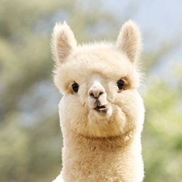 ���� ������������, ��������� - ��������� 18 ������� 2025