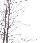 �������, 45 ���, ������