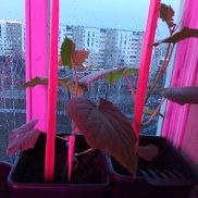 Екатерина, 64 года, Чита Екатерина, 64 года, Чита