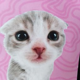 ��������, ������, 38 ���