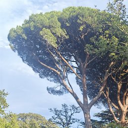 ������, �����������, 64 ����