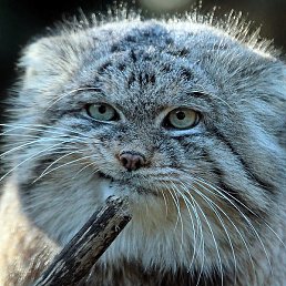 ����������, ������-��-����