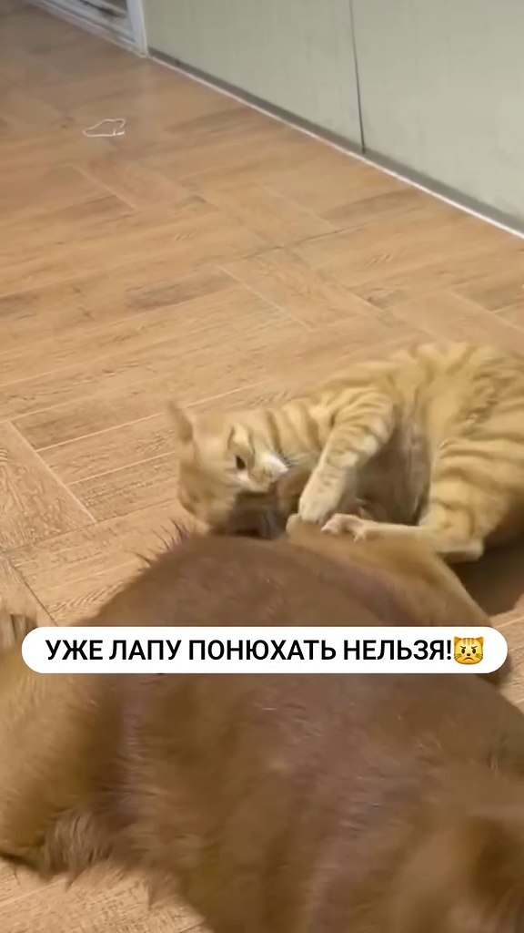 ������� �� ��������!) - 2