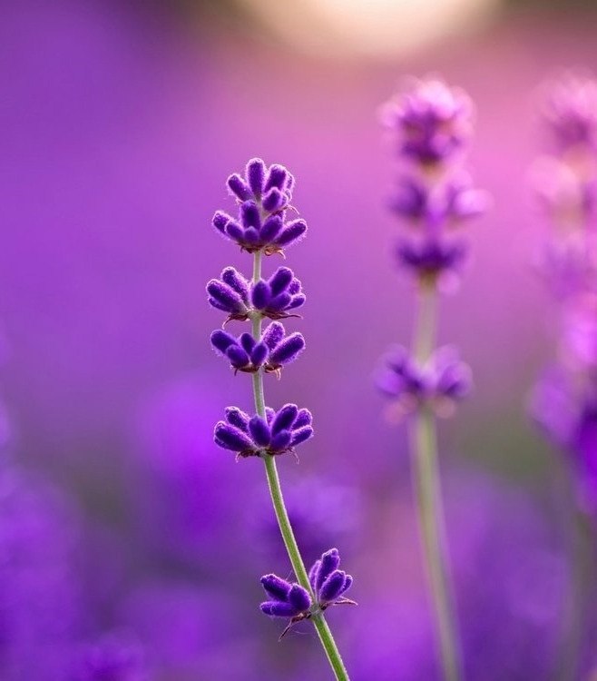 ���� �� �������������, ������������ ��� �� � ������, ����� �������� ����.