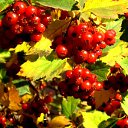 ���� *�������*, �����-��������� - ��������� 26 ������� 2025 � ������ �������� ��������