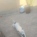 ���� Hlatshwayo, ������������, 31 ��� - ��������� 6 ��� 2026 � ������ ���� ����������
