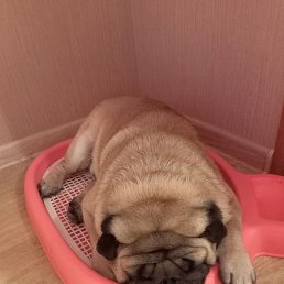 Aleks, ����, 52 ����