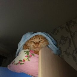 ˸��, ��������, 44 ����