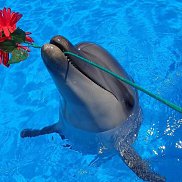 �����, 37 ���, ������