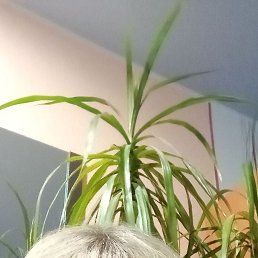 , 41, 
