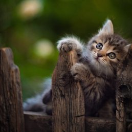 ���� ����� ���������, ������, 40 ��� - ��������� 6 �������� 2025