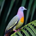 ������ ������ � ������� ���� (Treron vernans) �����, ��������� ���������, ���� ����, ��������

���������� ��� ��� ��� �� ������� ������������� ������� ��� �����