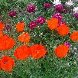 ���� ���������, ���� - ��������� 9 ����� 2026