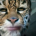 ���� ���� ����, ������, 79 ��� - ��������� 11 ��� 2026