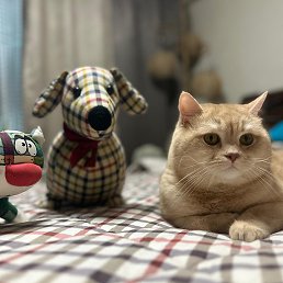 Jina J, ����, 54 ����