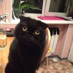 ������, ����, 21 ���