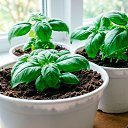 ���� ��������, �����, 60 ��� - ��������� 26 ������� 2026 � ������ ������ ��������