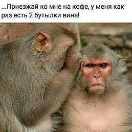 �����, ����