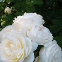 ���� ������, ���������� �����, 65 ��� - ��������� 9 ������ 2026 � ������ ���� ����������