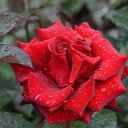 ���� Aleksandr, �����������, 64 ���� - ��������� 12 ���� 2026 � ������ ���� ����������