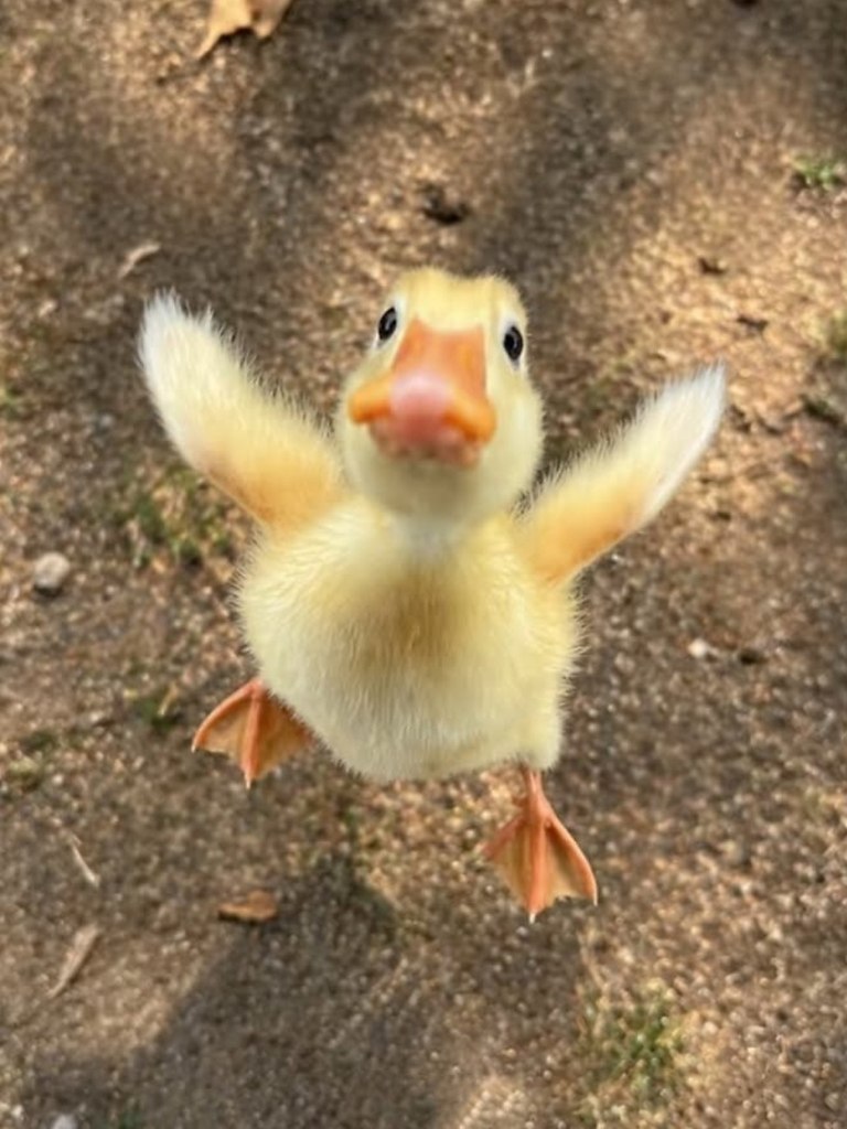 ����� ������� - 2