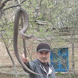 ���� Zaurmangust, ���������, 66 ��� - ��������� 15 ���� 2024