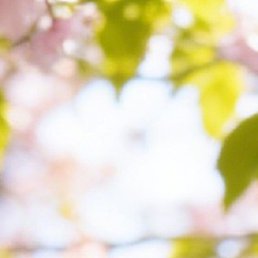 ������, ���������, 43 ����