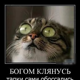 �������, ����, 38 ���