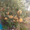 ���� ����, ������-��-����, 37 ��� - ��������� 16 ������� 2025 � ������ ���� ����������