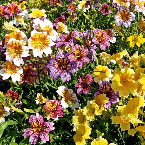  (Salpiglossis)         , ... - 2