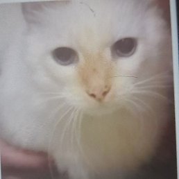 ������, ��������, 49 ���