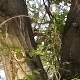 �����, �������, 55 ���