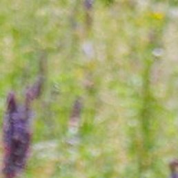 �����, ���������, 51 ���