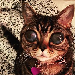 ������, ������ ��������, 25 ���