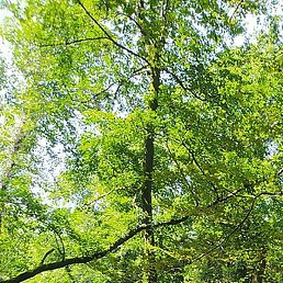 �������, ������, 51 ���