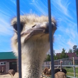 ������, �����-���������, 53 ����