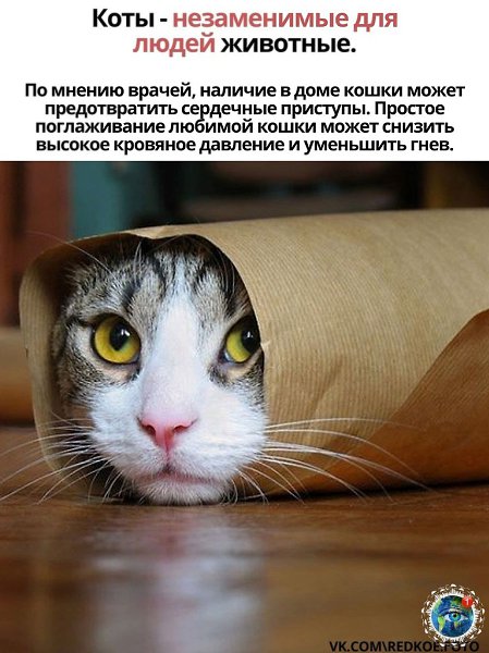 �� ����� a������p�cca��a, ��� �o���!