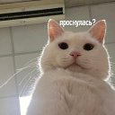���� ������, ���������, 61 ��� - ��������� 13 ���� 2026 � ������ ������ ��������