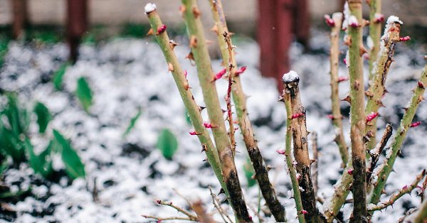 "    ": 4  .     ... - 3