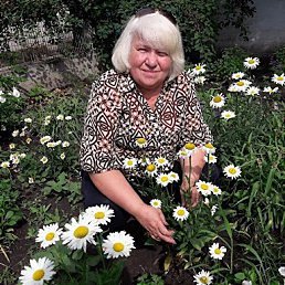 �������, ����, 71 ���