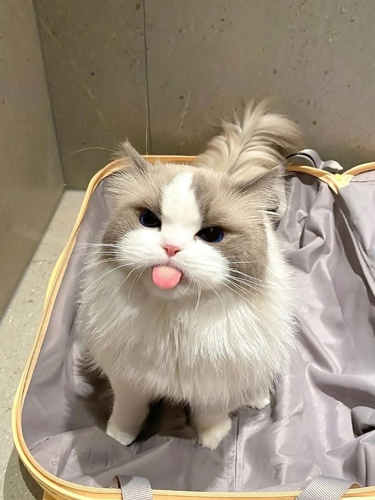 ae oe  aoo  ao co  paco? a oo oaoac? - 4