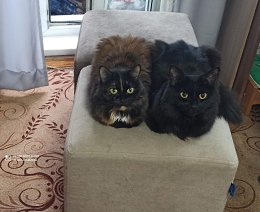 �����������