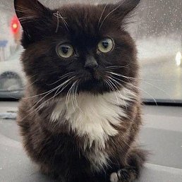 Meow, �����, 22 ����