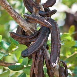 ���� Egeli, �������, 71 ��� - ��������� 13 ������� 2023