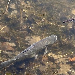 Din, ������, 23 ����