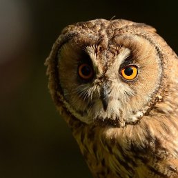 �����, �����-���������, 39 ���