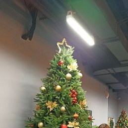 �����, �����-���������, 42 ����