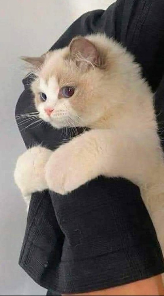 ... .-   ? -  . -   .    , - ...