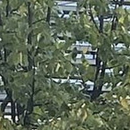 �����, �����������, 62 ����