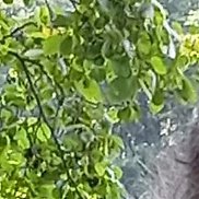 ����, 54 ����, ������